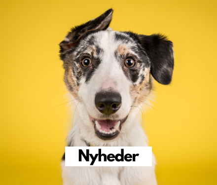 Nyheder hos shopdogsrus.dk Nyheder hos shopdogsrus.dk